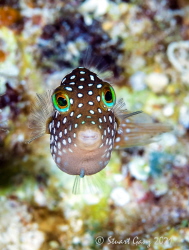Hawaiian Whitespotted Toby, a common fish on the reefs in... by Stuart Ganz 